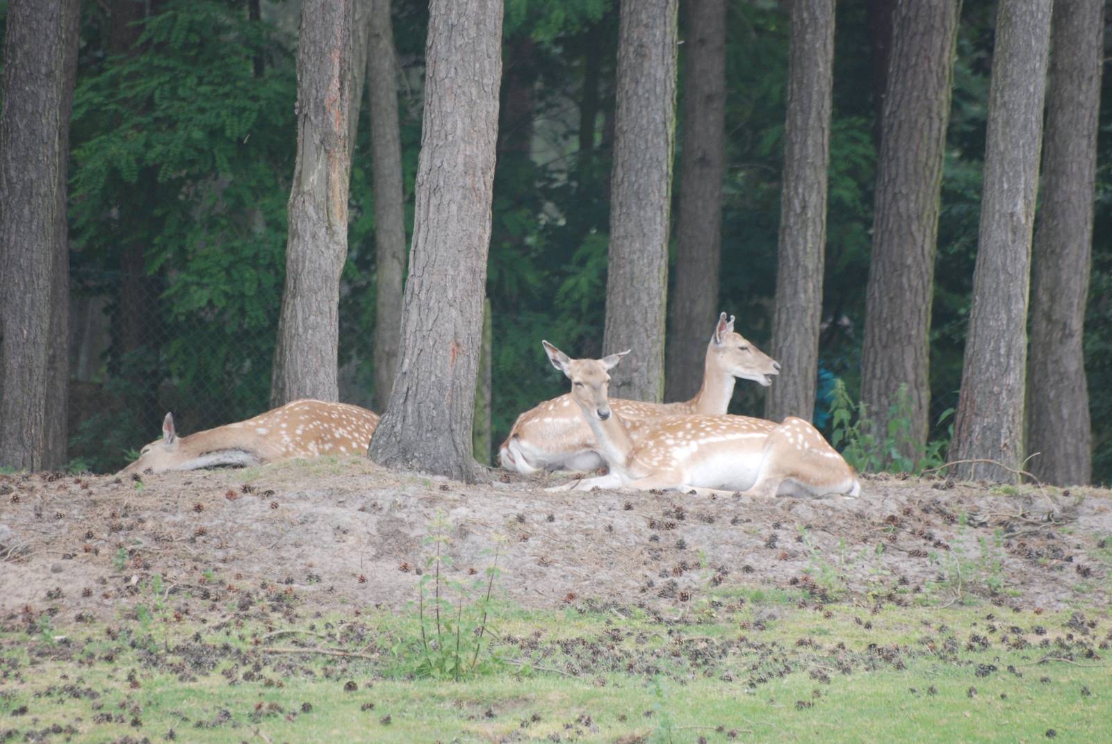 Persian Fallow Deer at Beekse Bergen, 31/05/12