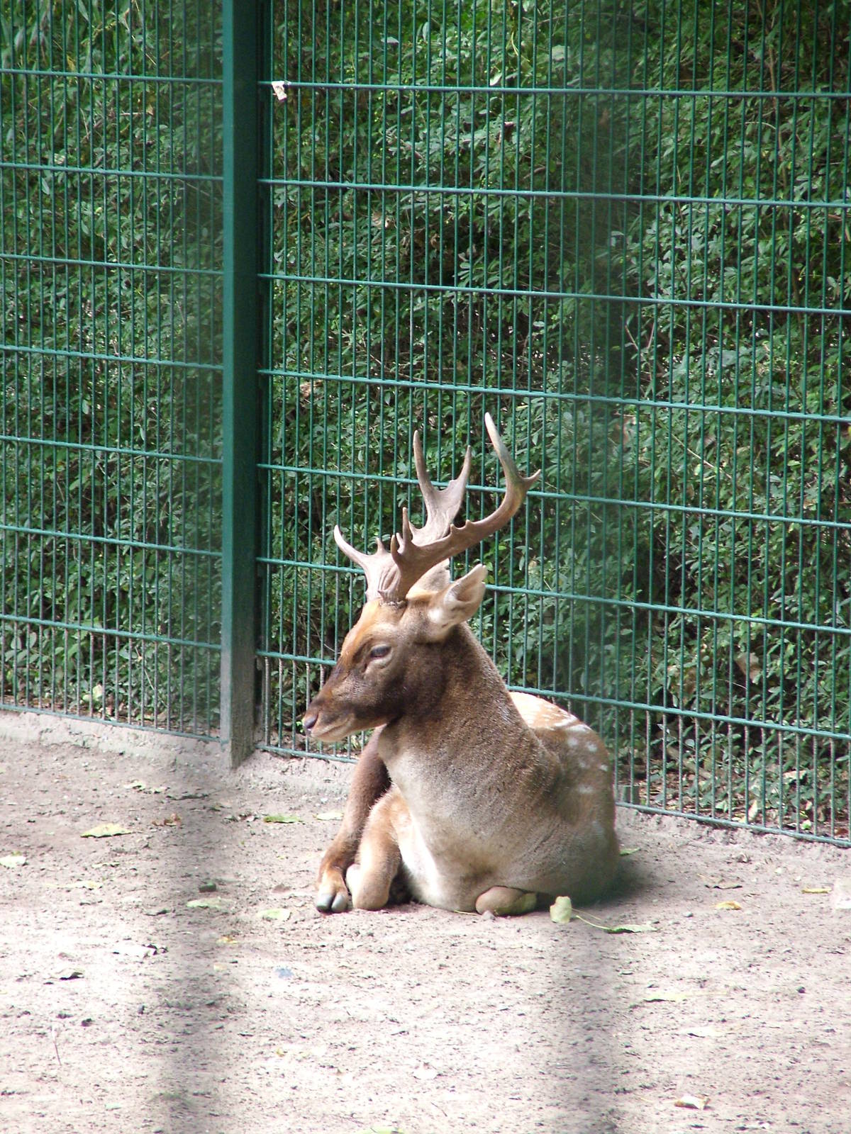 Persian Fallow Deer at Tierpark Berlin, 30/08/11