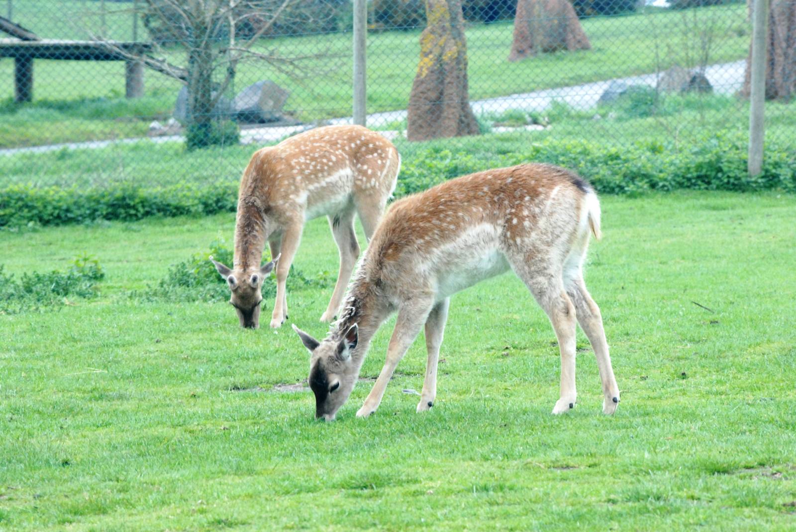 Persian Fallow Deer at West Mids, 05/05/12