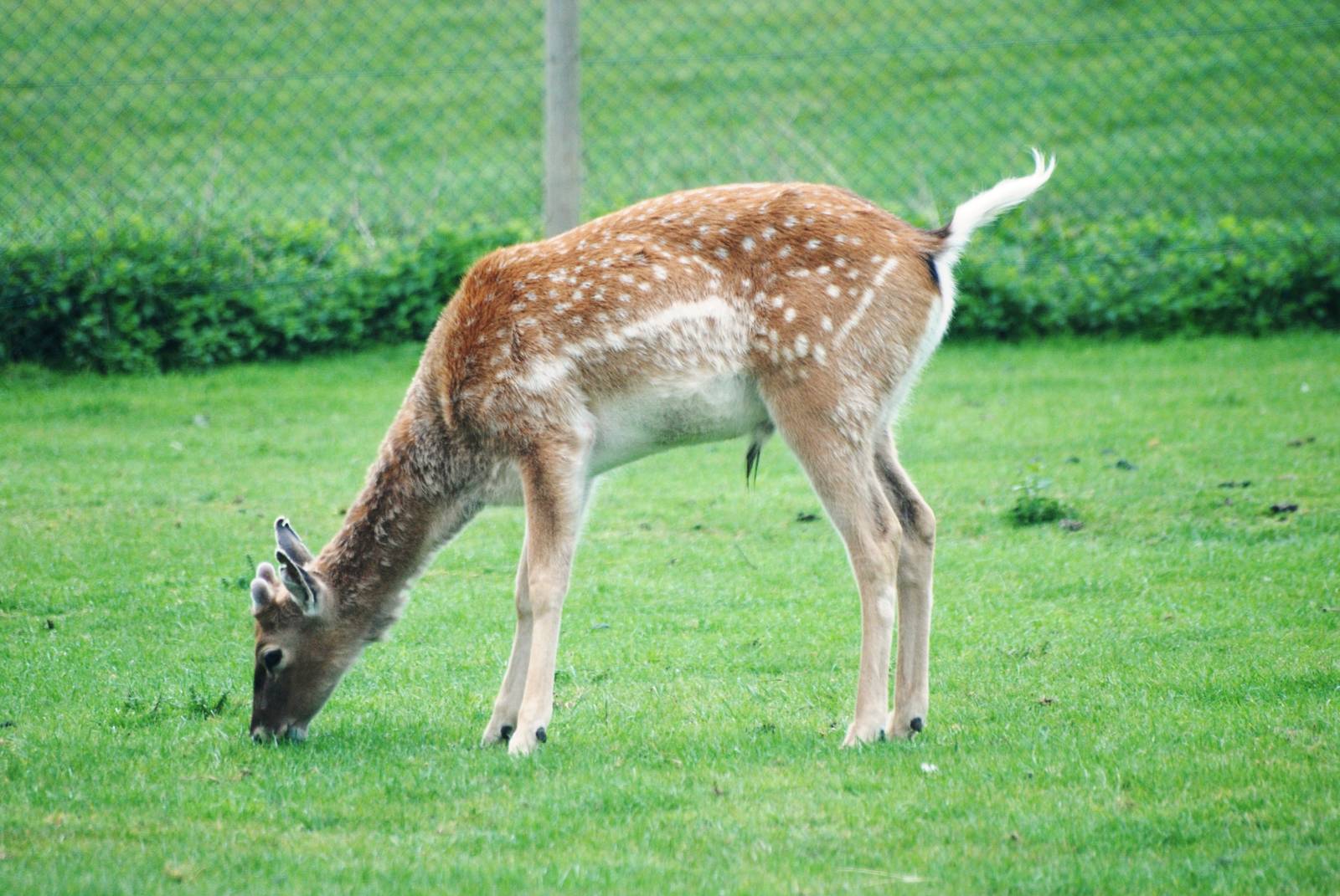 Persian Fallow Deer at West Mids, 05/05/12