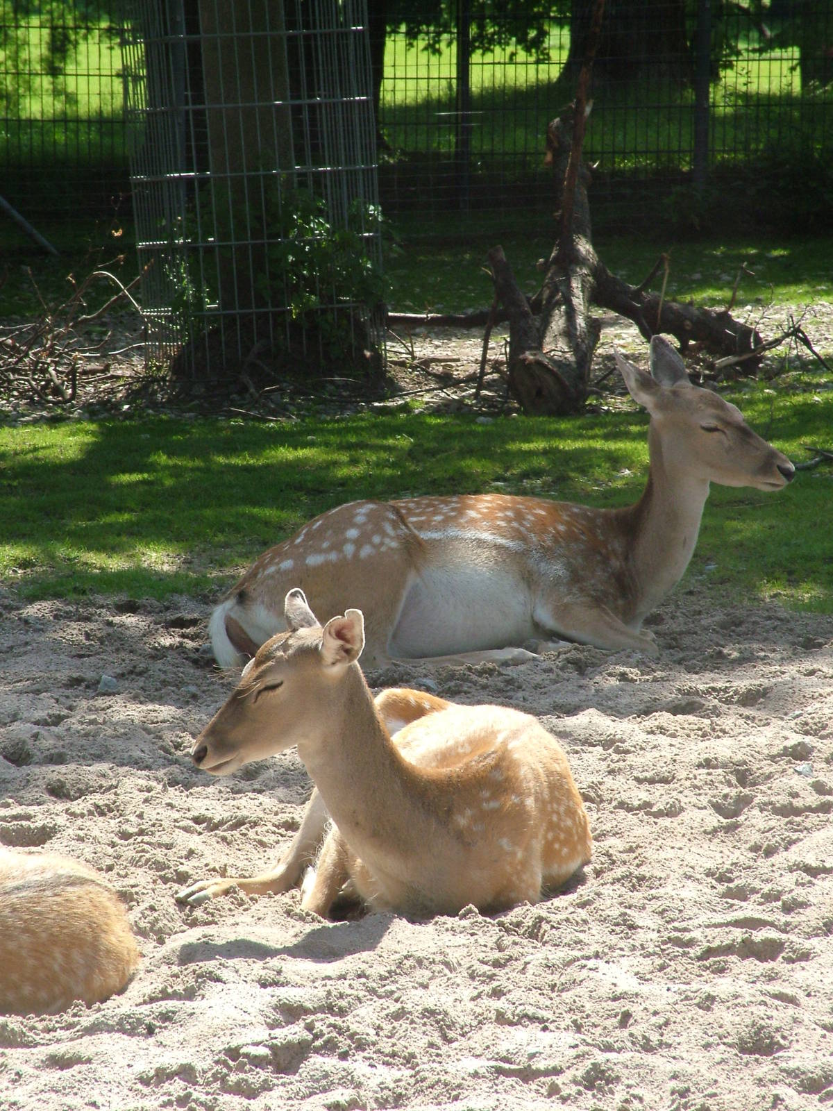Persian Fallow Deer at Wilhelma, Stuttgart 02/09/10