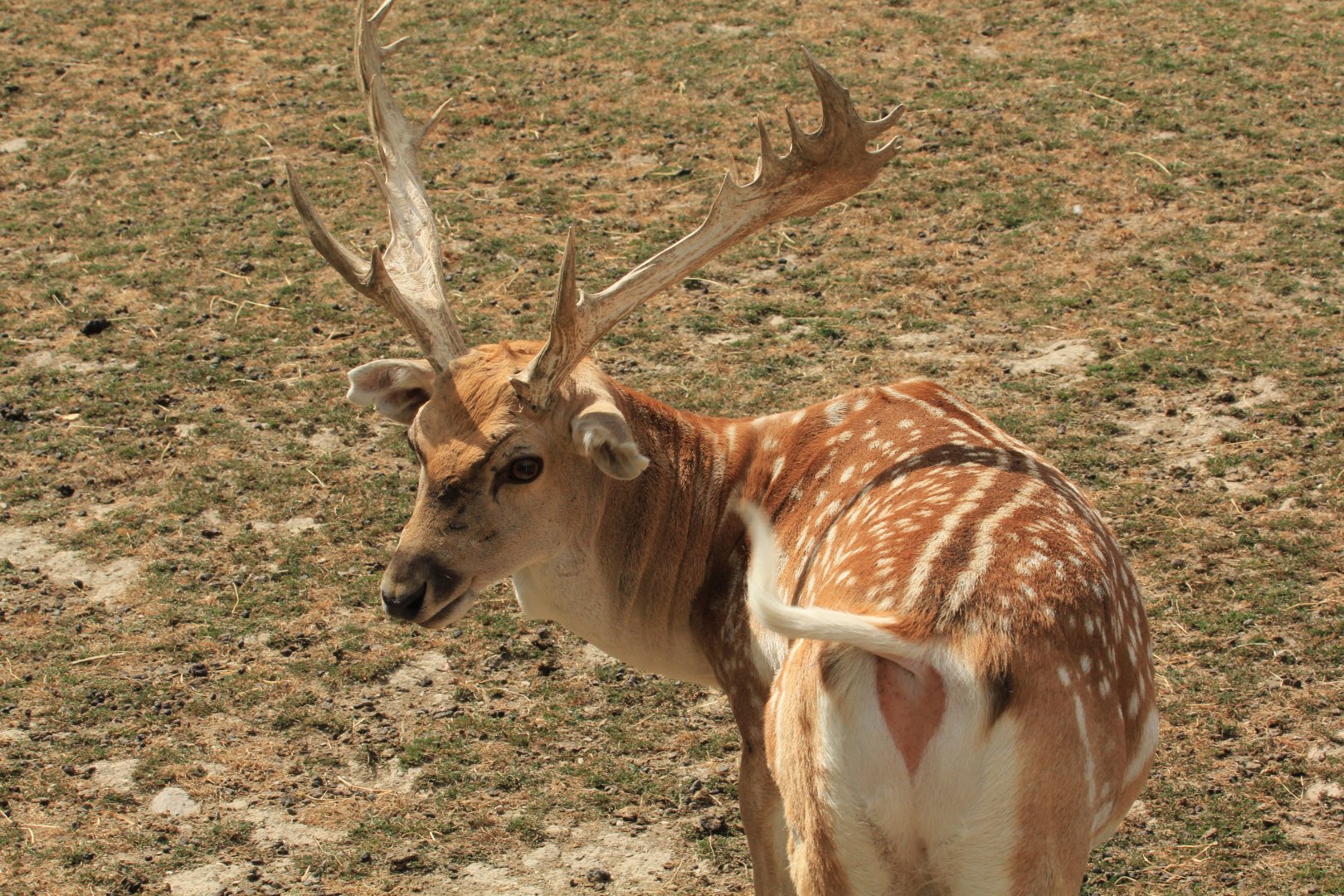 Persian Fallow Deer (August 2018)