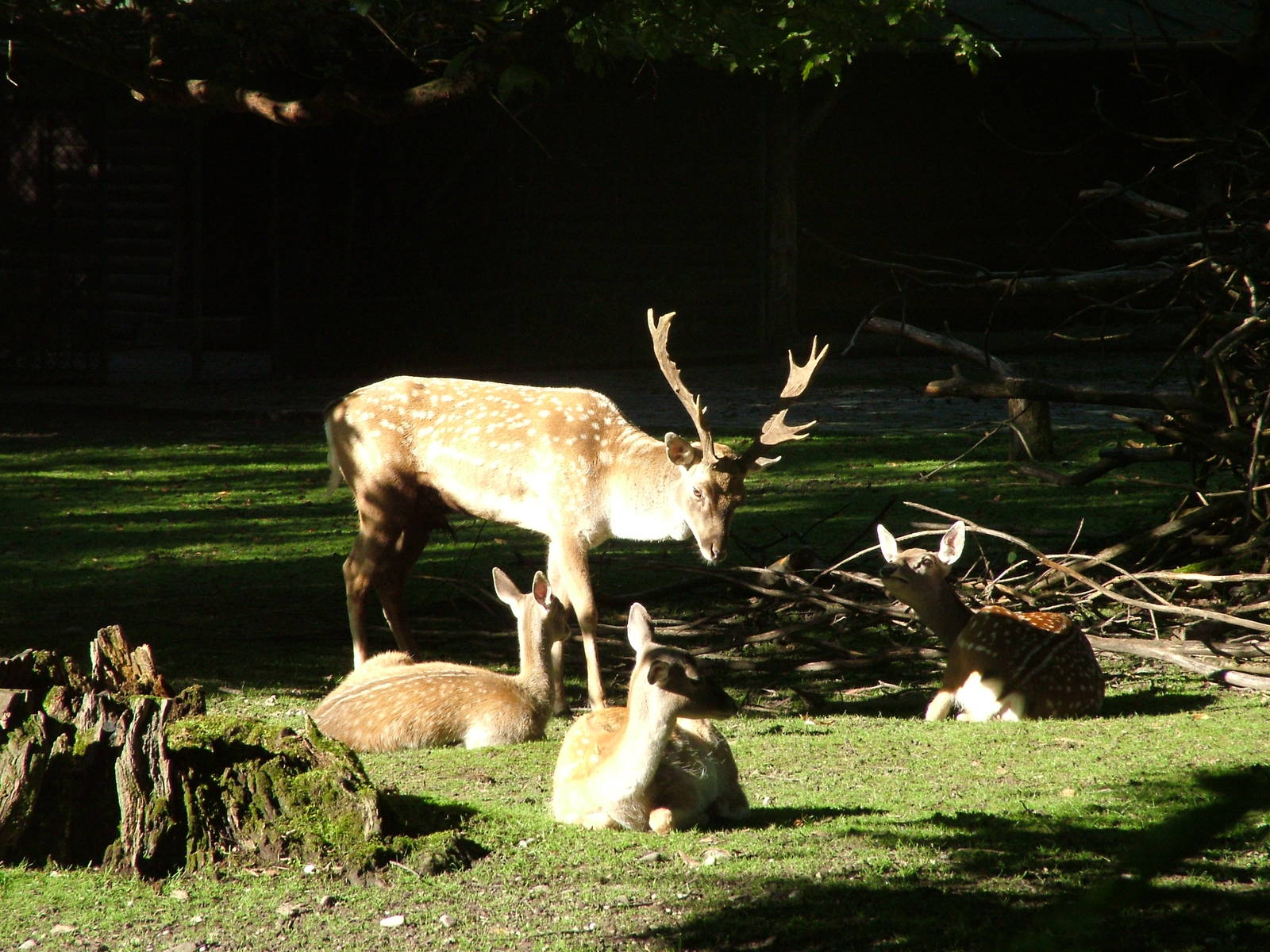 Persian Fallow Deer (Dama mesopotamica) at Munich Zoo 2006