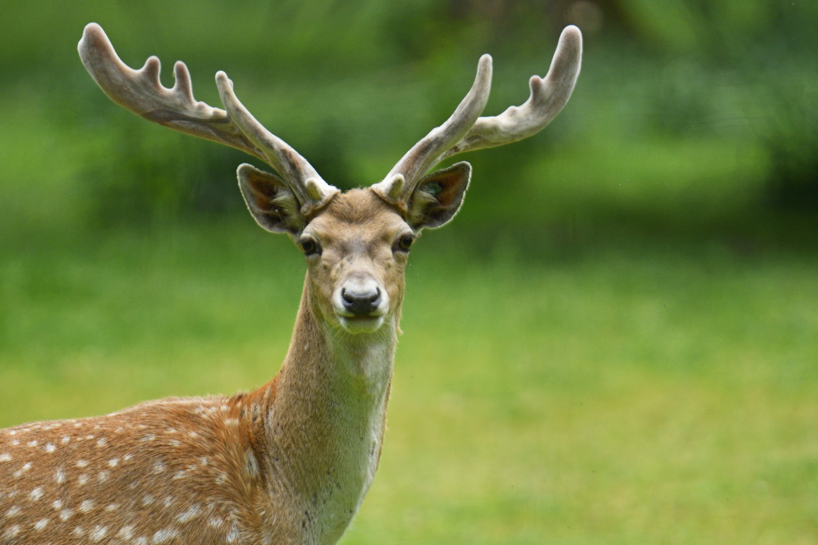 Persian fallow deer (Dama mesopotamica)