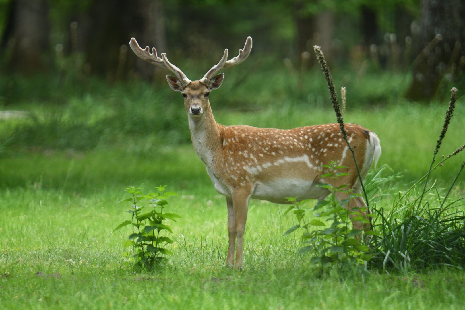 Persian fallow deer (Dama mesopotamica)