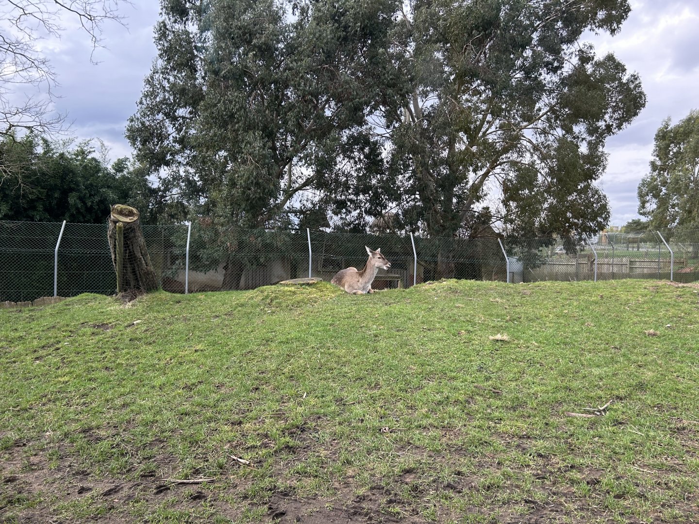 Persian Fallow Deer (Dama mesopotamica)