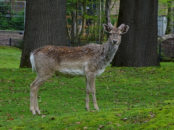 Persian fallow deer (Dama mesopotamica)
