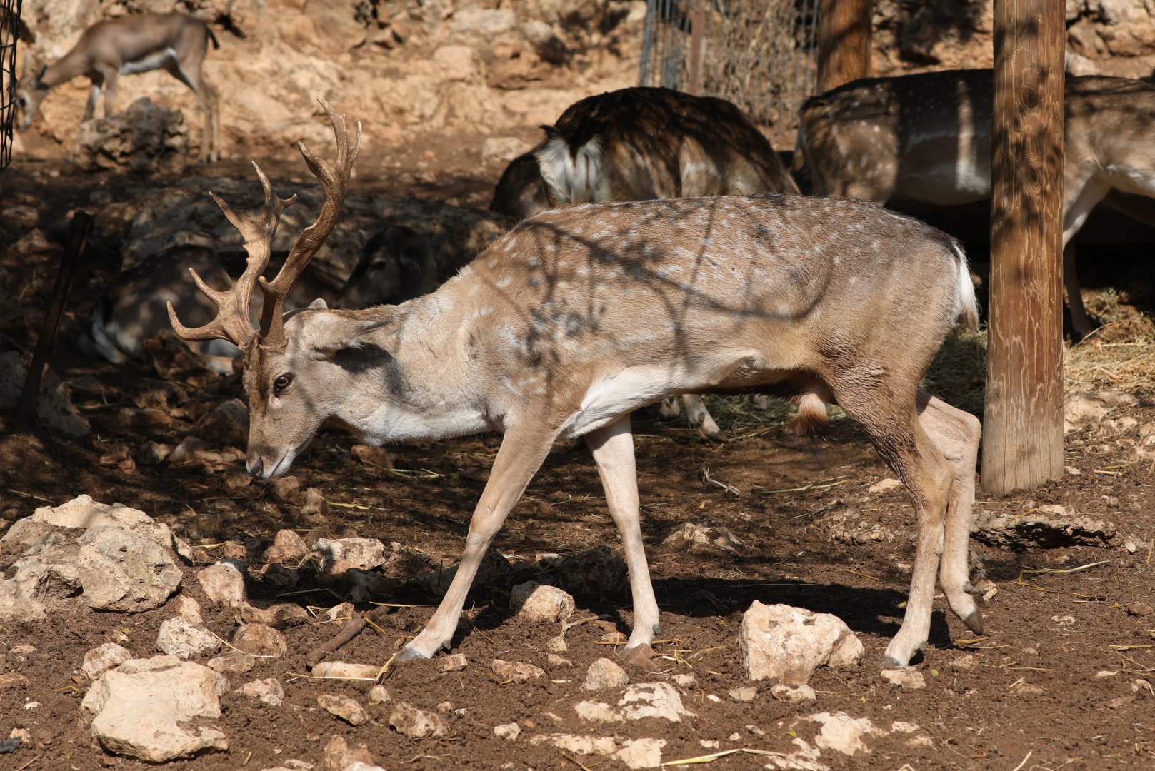 Persian fallow deer (Dama mesopotamica)