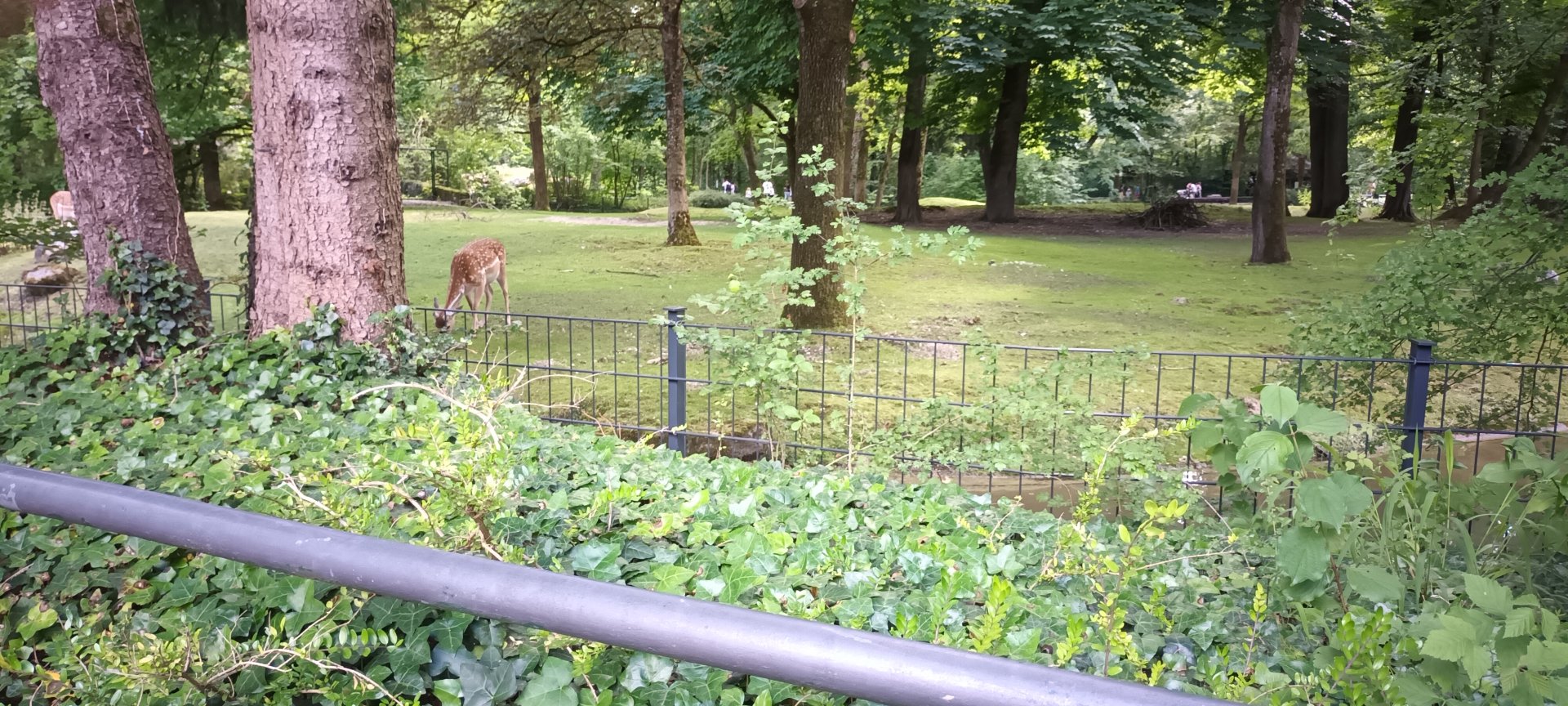 Persian Fallow Deer Enclosure