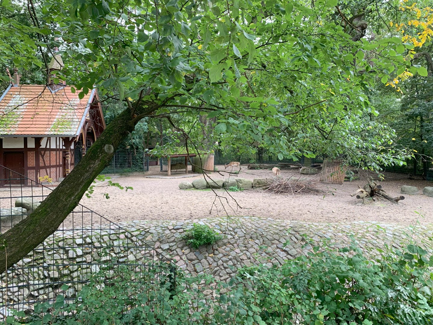 Persian Fallow Deer enclosure