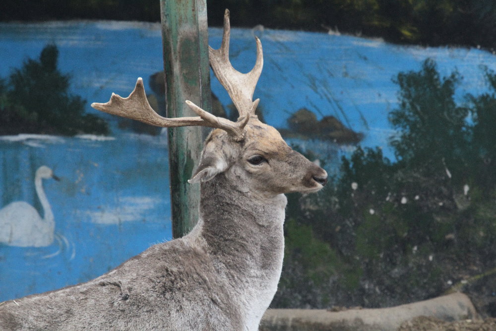 Persian fallow deer +European fallow deer hybrid(mashhad zoo)