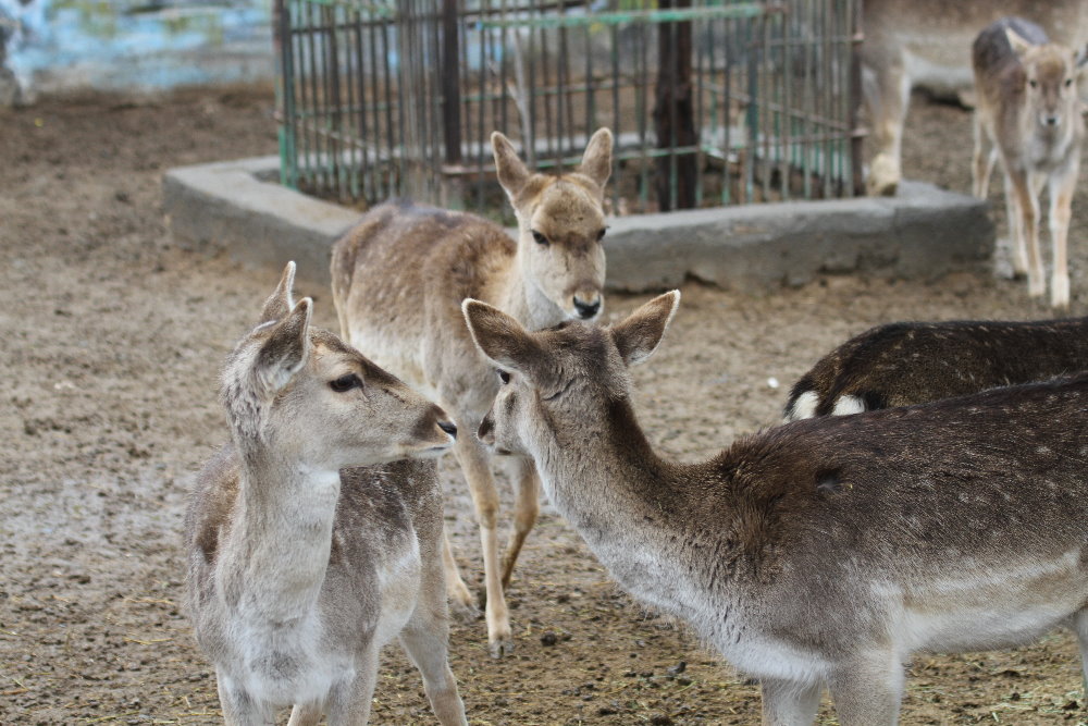 Persian fallow deer +European fallow deer hybrid(mashhad zoo)