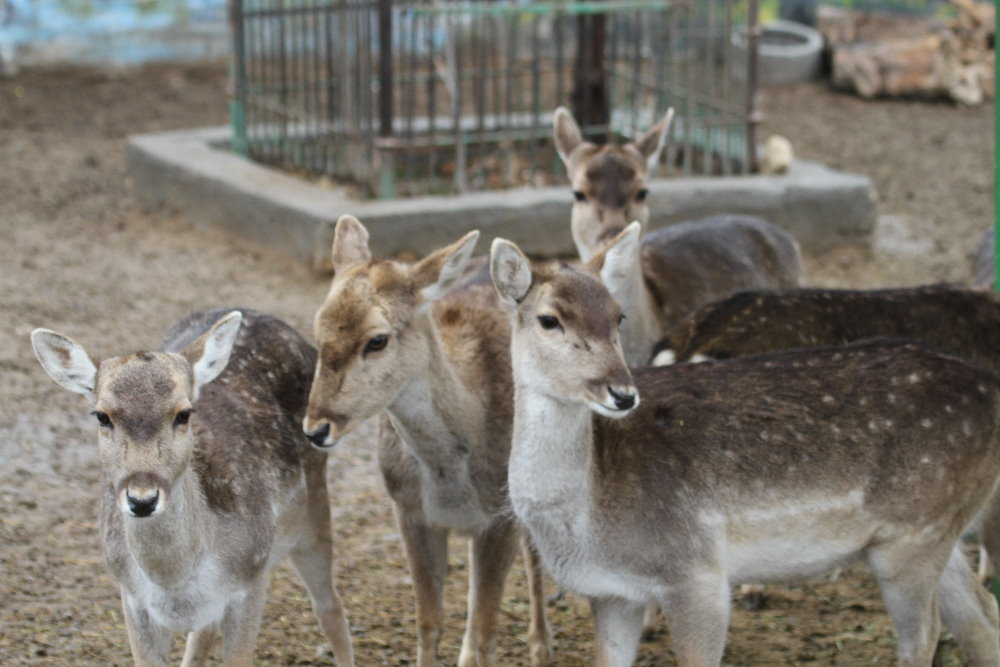 Persian fallow deer +European fallow deer hybrid(mashhad zoo)