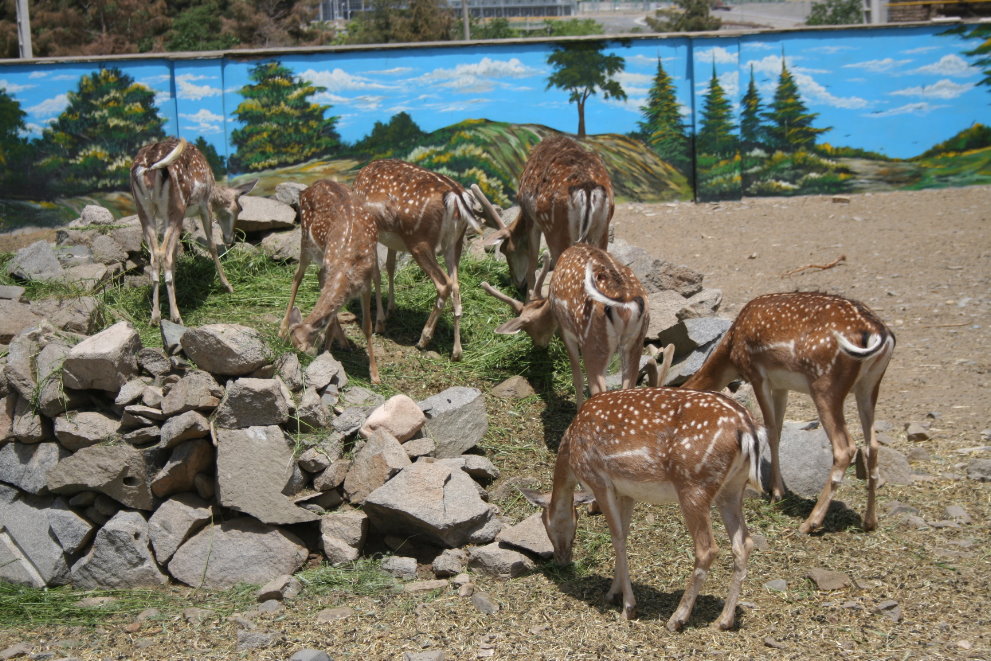 persian fallow deer exhibit (Mashhad zoo)1