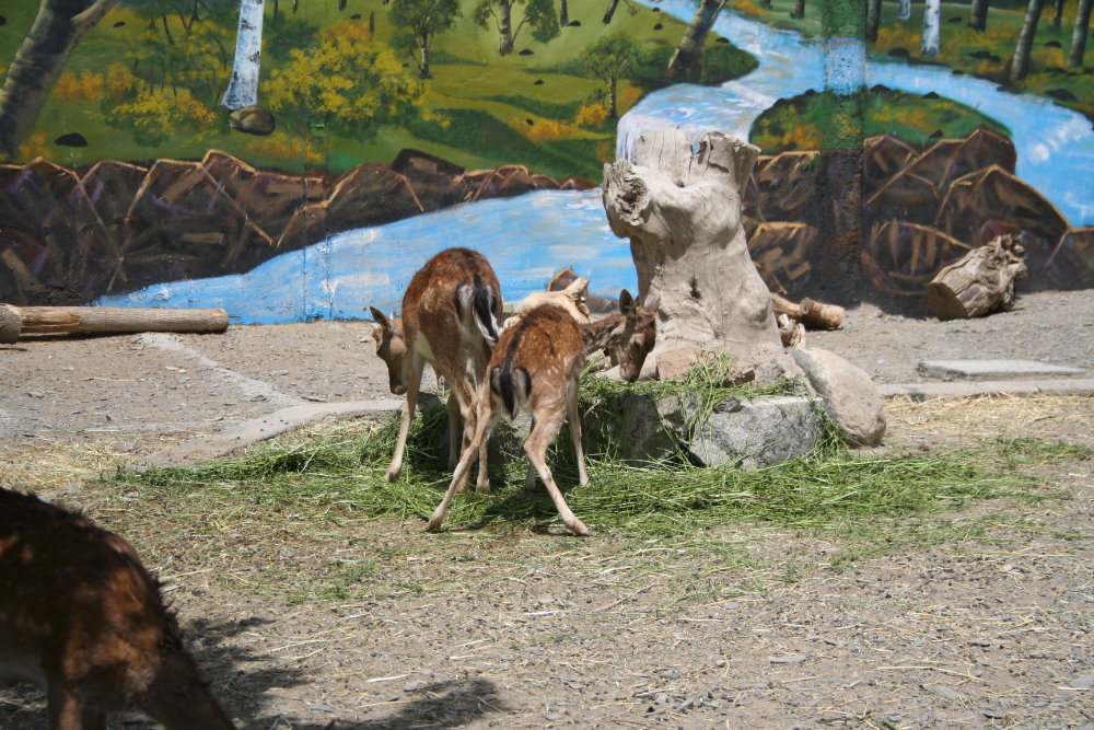 persian fallow deer exhibit (Mashhad zoo)2
