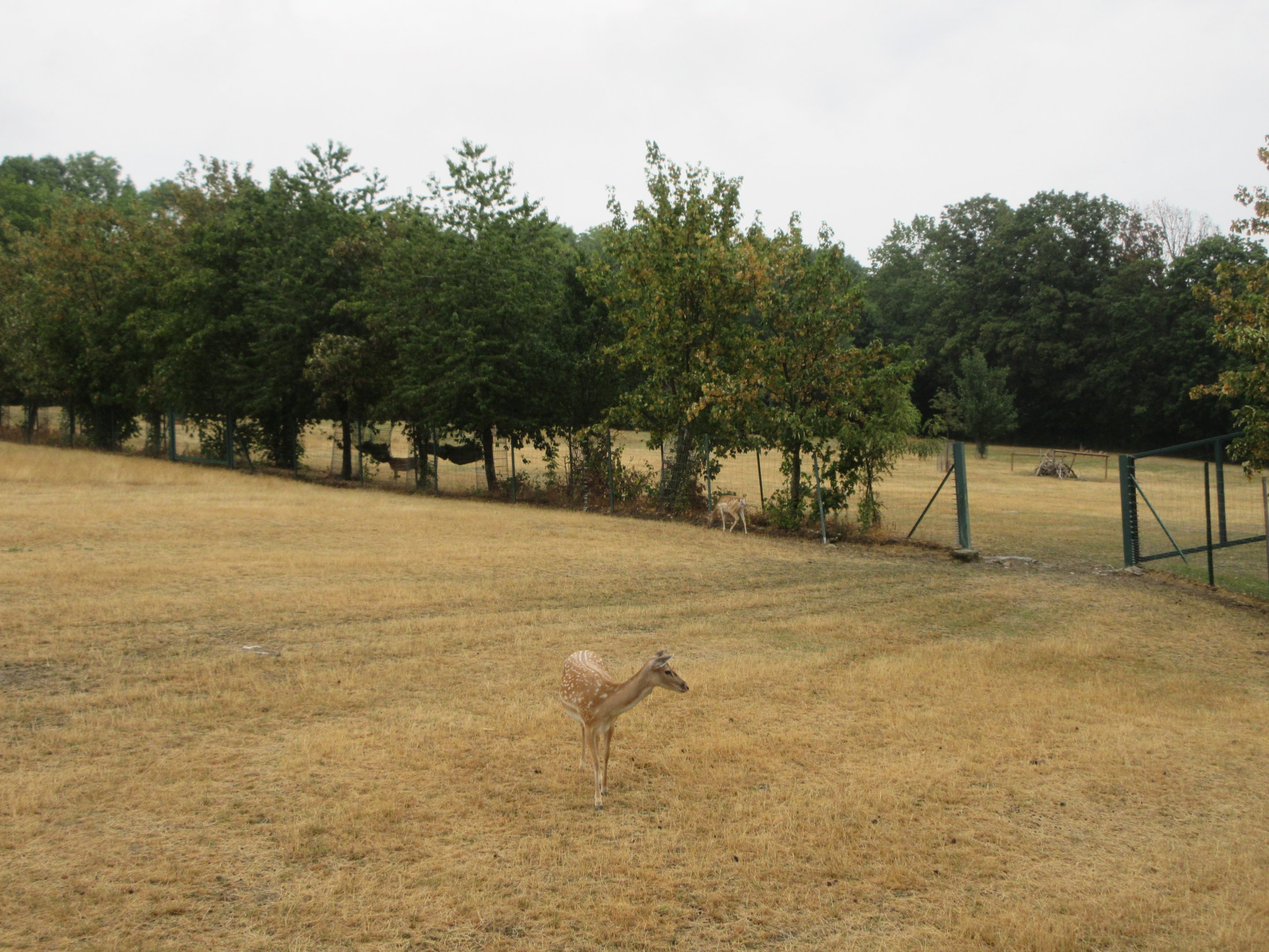 Persian Fallow Deer Exhibit