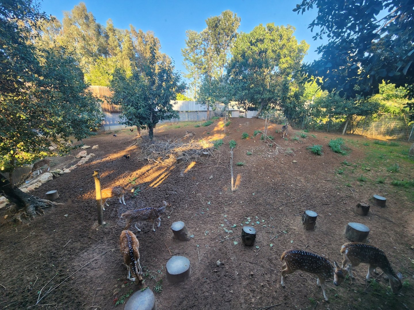 Persian Fallow Deer Exhibit