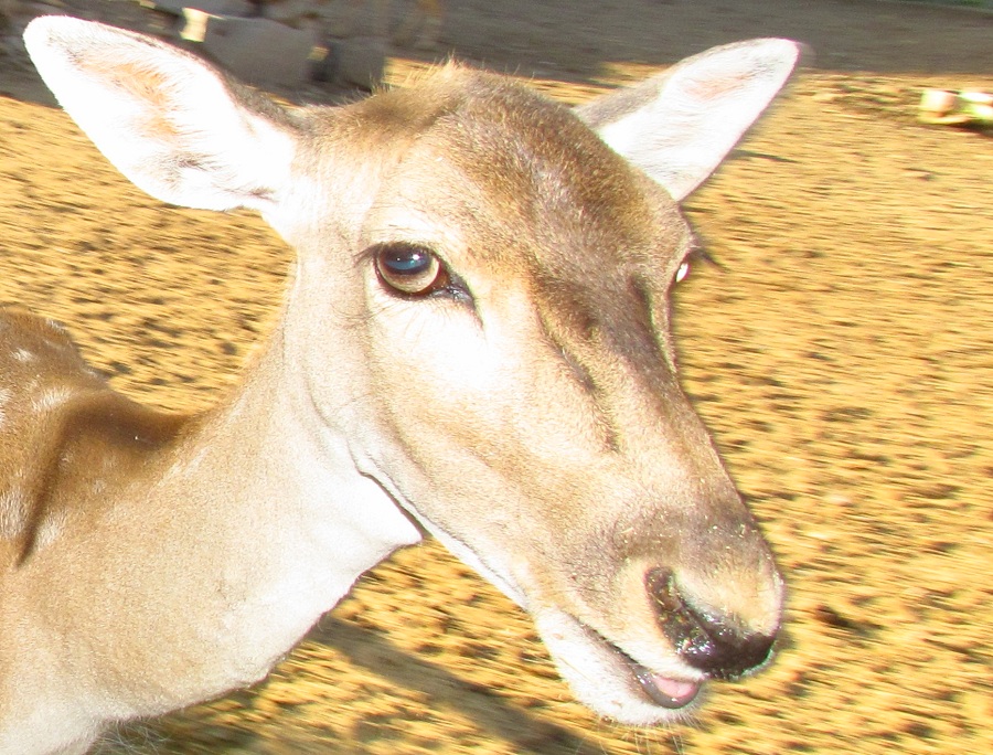 persian fallow deer (female)-Mashhad zoo