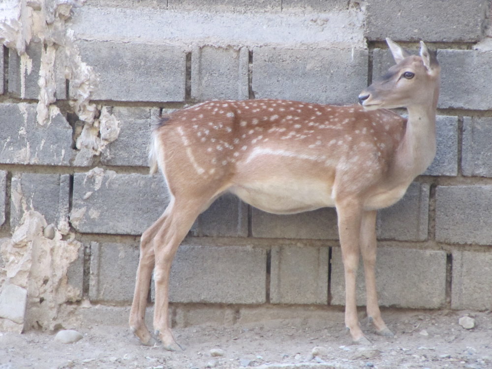 persian fallow deer(female)