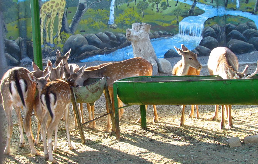 persian fallow deer Group (Mashhad zoo)