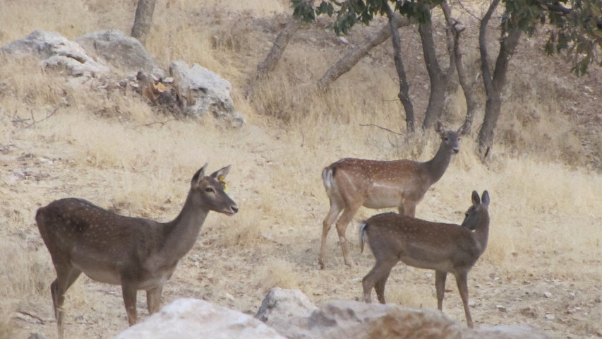 persian fallow deer - ilam