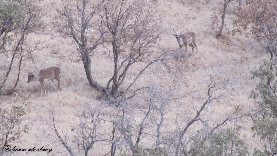 persian fallow deer - ilam
