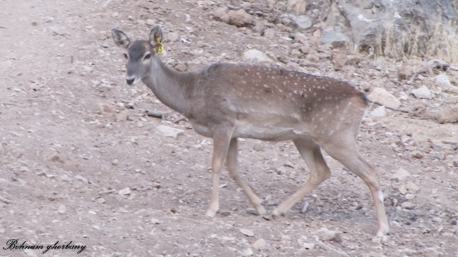 persian fallow deer - ilam