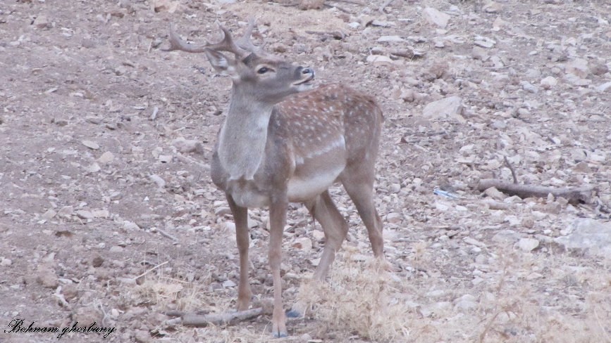 persian fallow deer - ilam