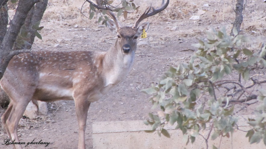 persian fallow deer - ilam