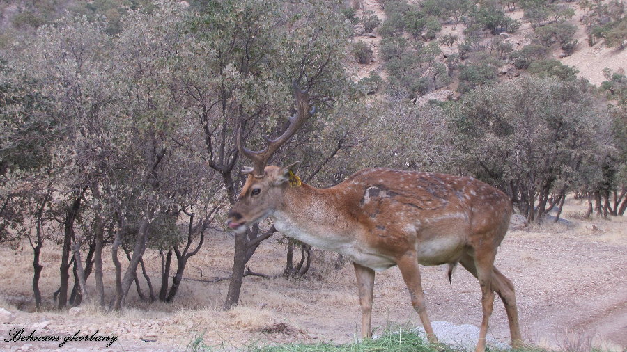 persian fallow deer - ilam