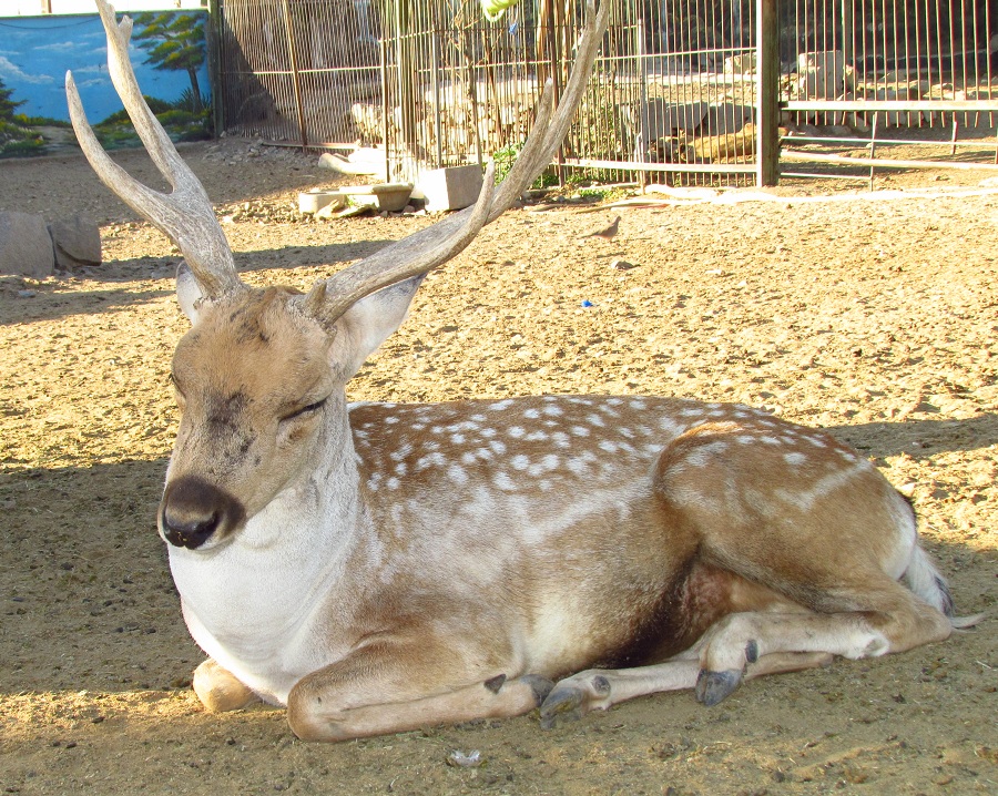 persian fallow deer (male)(Mashhad zoo)