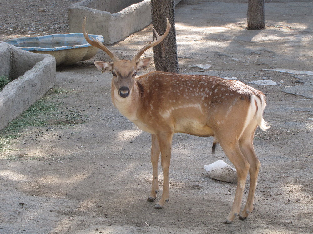persian fallow  deer(male)