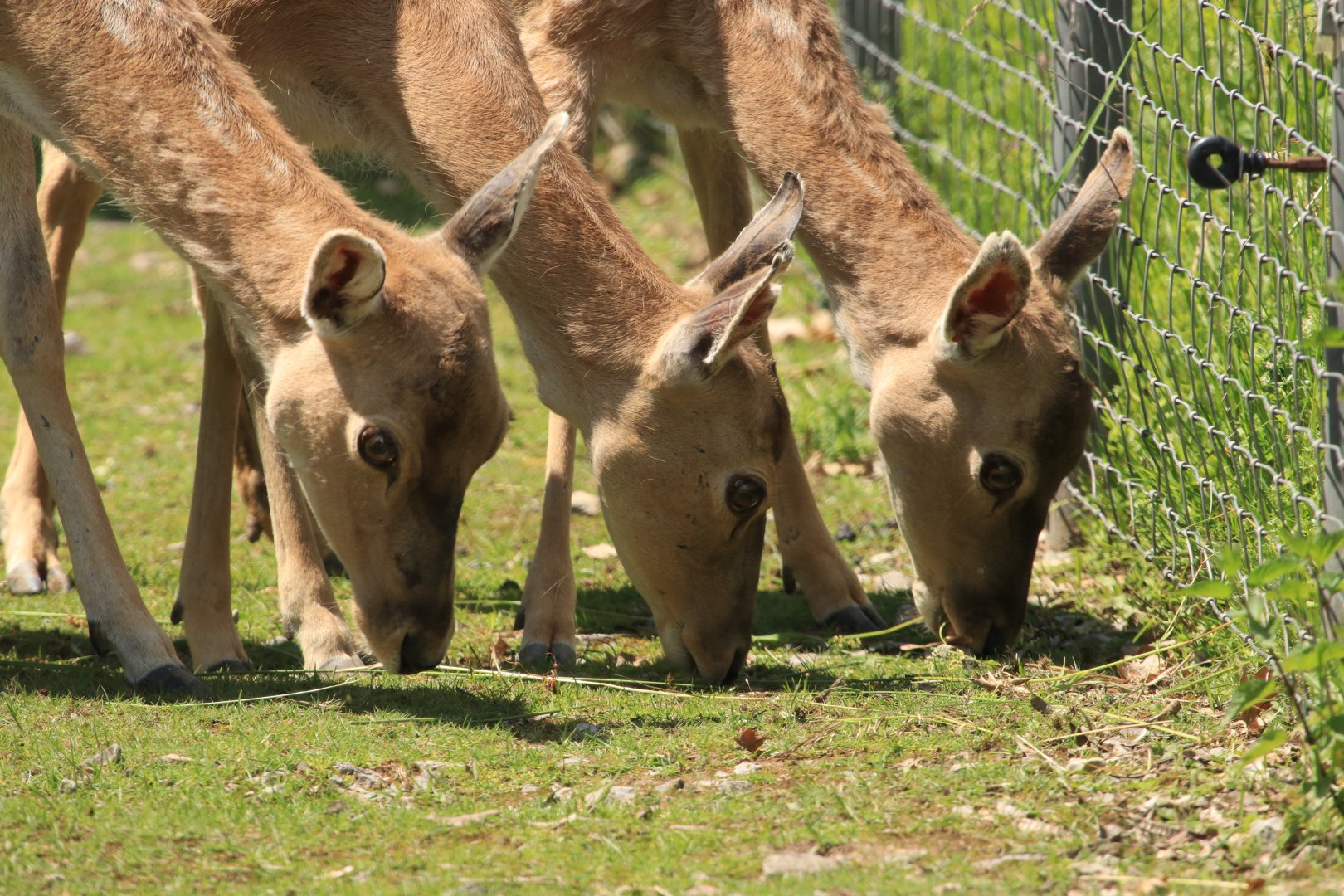 Persian Fallow Deer (May 2019)
