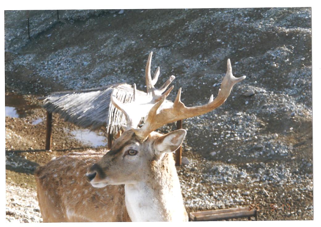persian fallow deer -pardisan park1