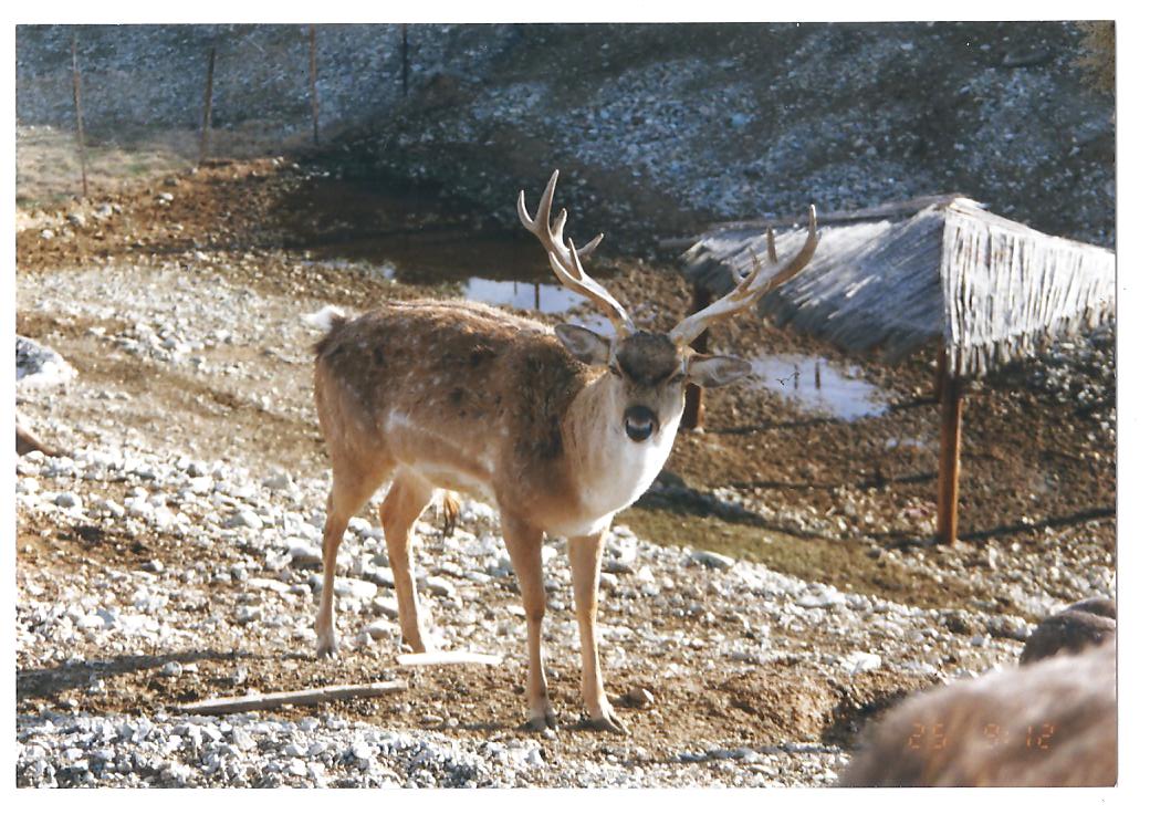 persian fallow deer -pardisan park2