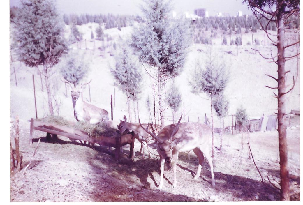 persian fallow deer -pardisan park3