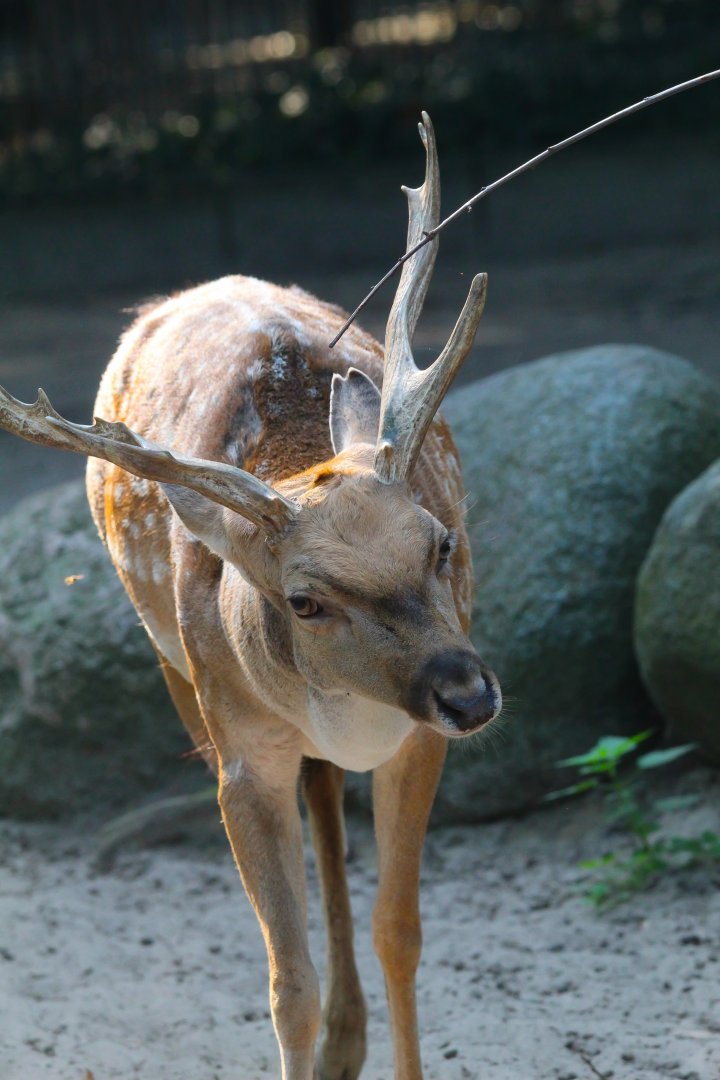 Persian Fallow Deer- September 2024