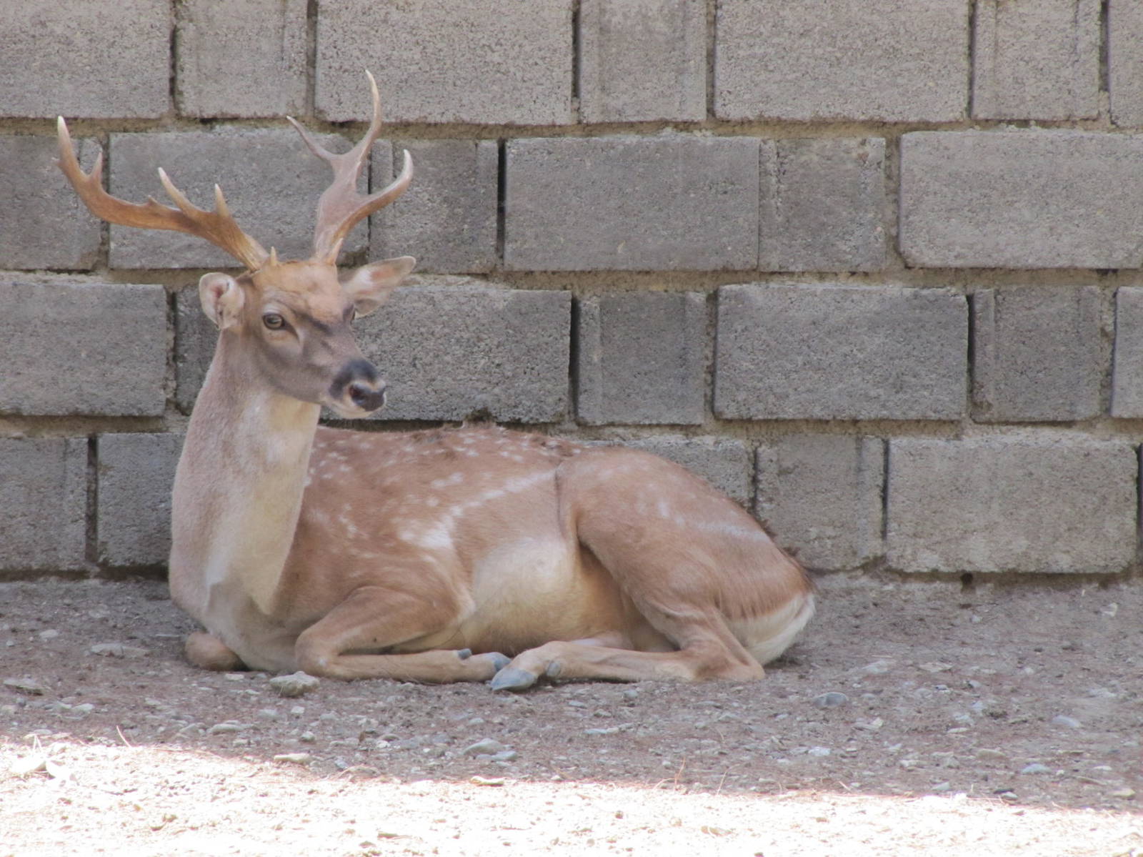 persian fallow deer (tehran zoo)