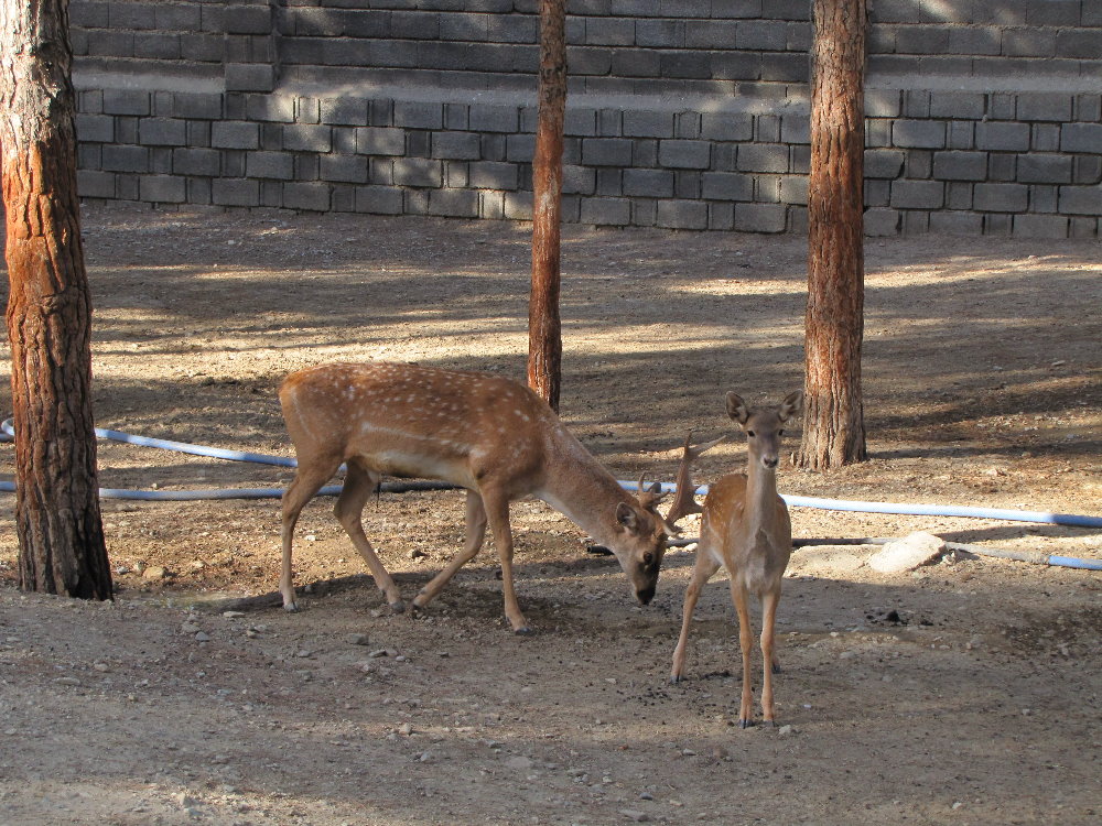 persian fallow deer(tehran zoo)