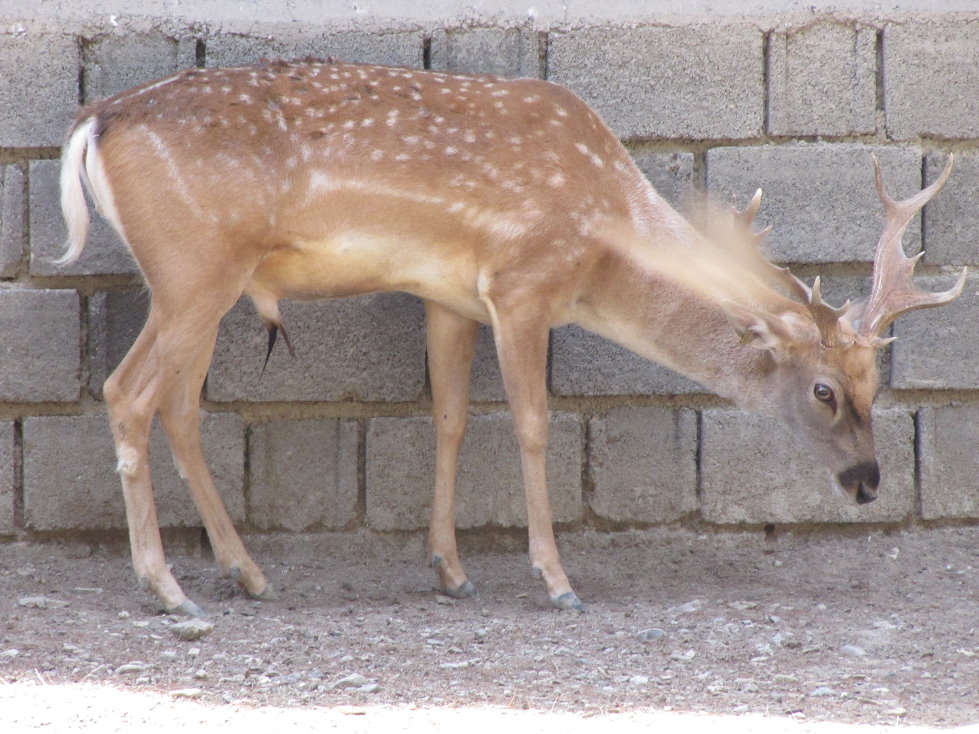persian fallow deer(tehran zoo)