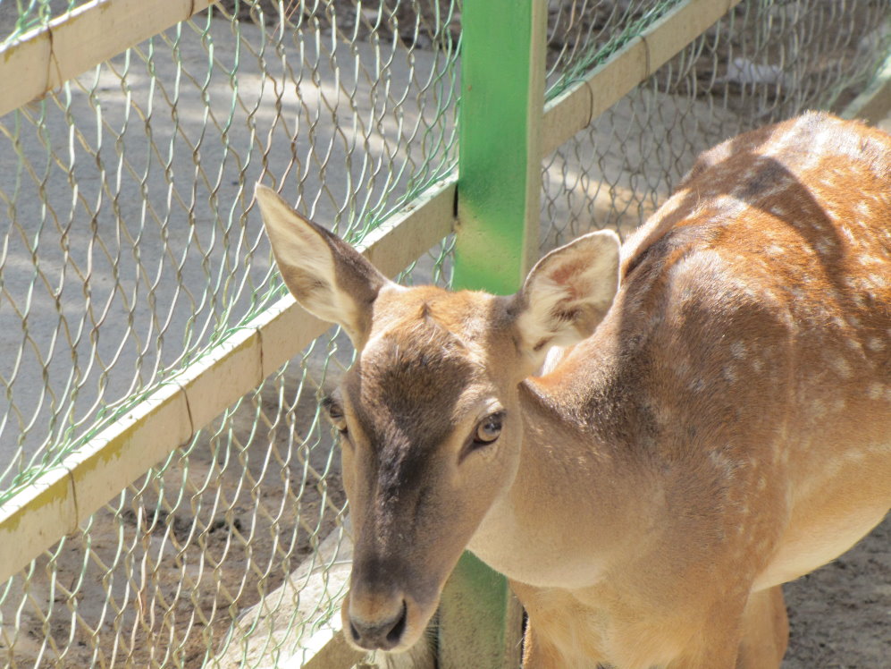 persian fallow deer (tehran zoo)