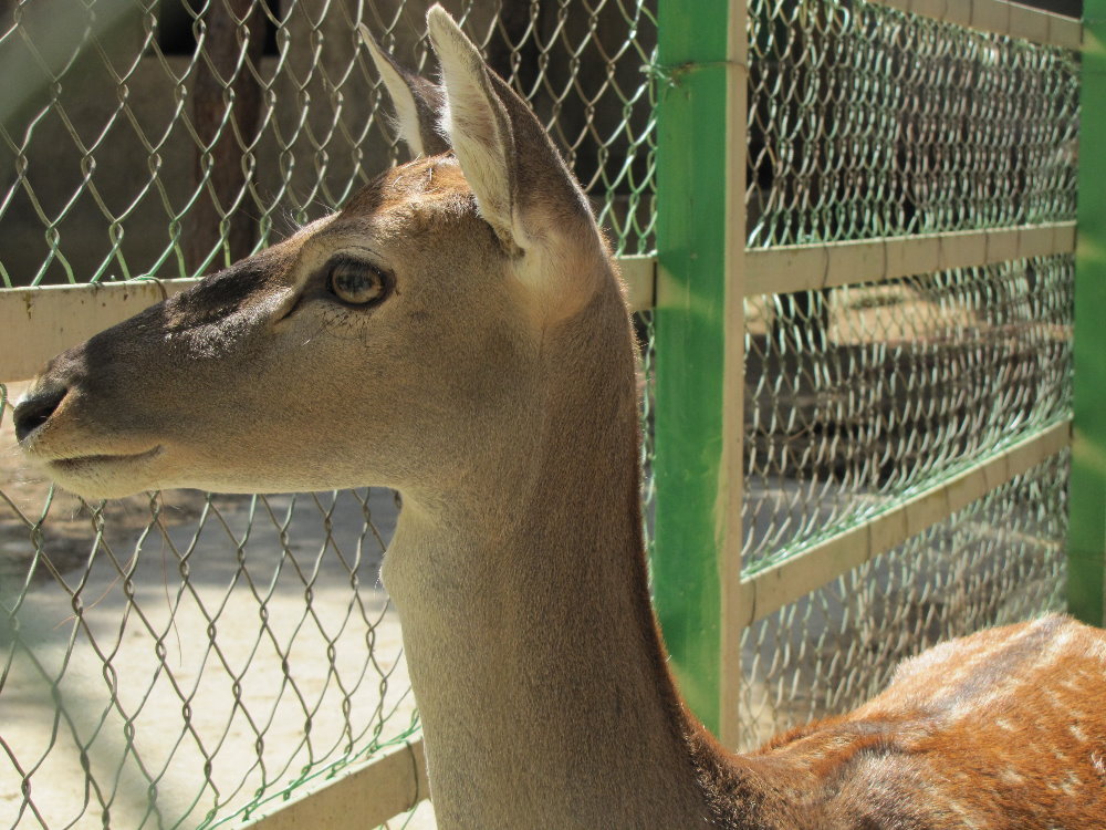 persian fallow deer (tehran zoo)