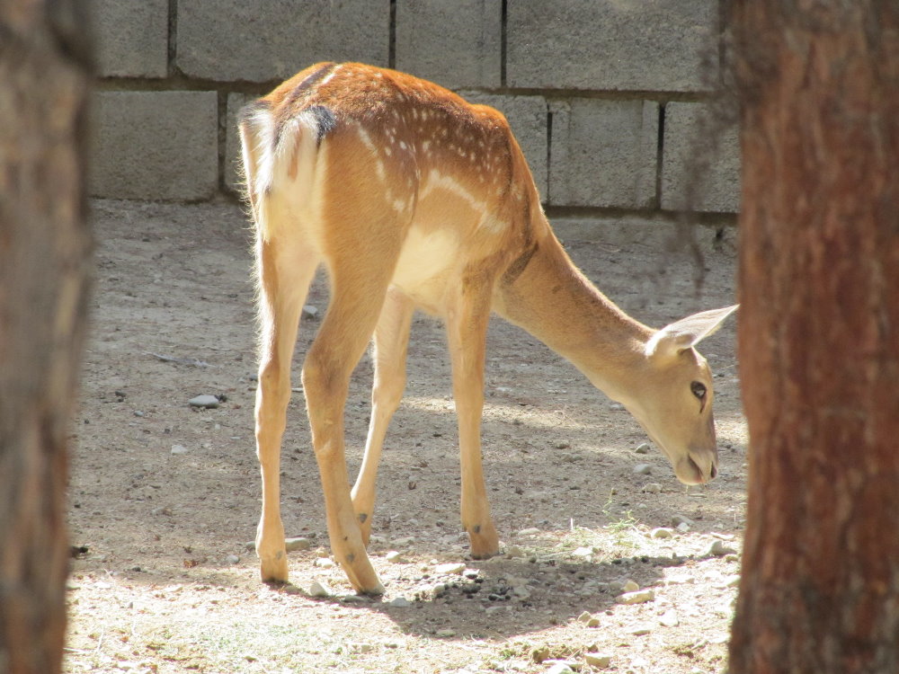persian fallow deer (tehran zoo)
