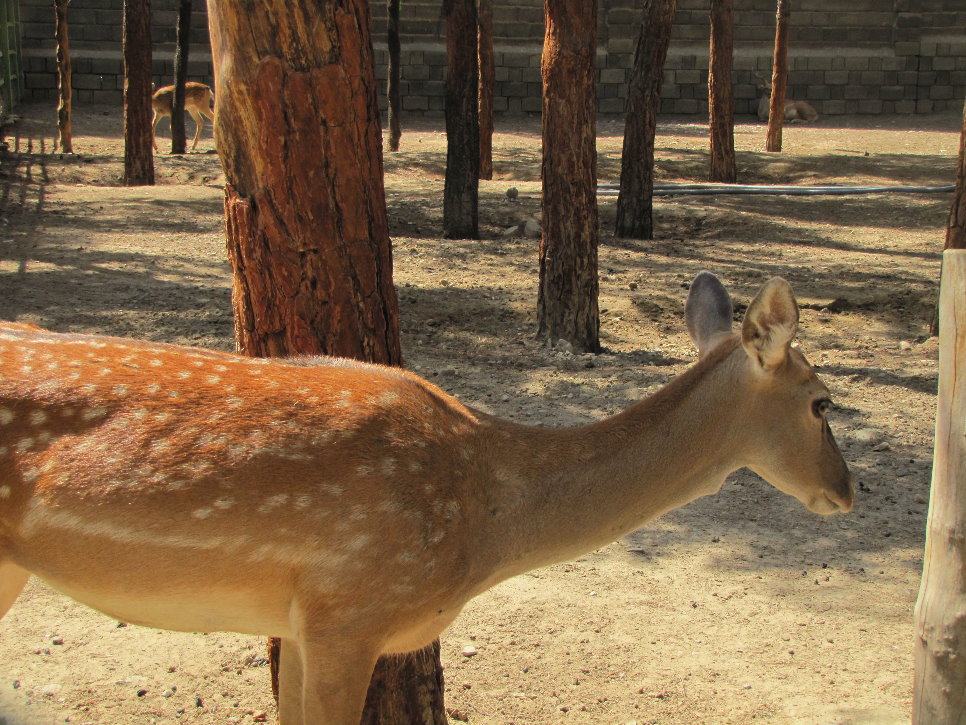 persian fallow deer (tehran zoo)