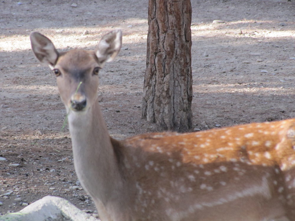 persian fallow deer (tehran zoo)