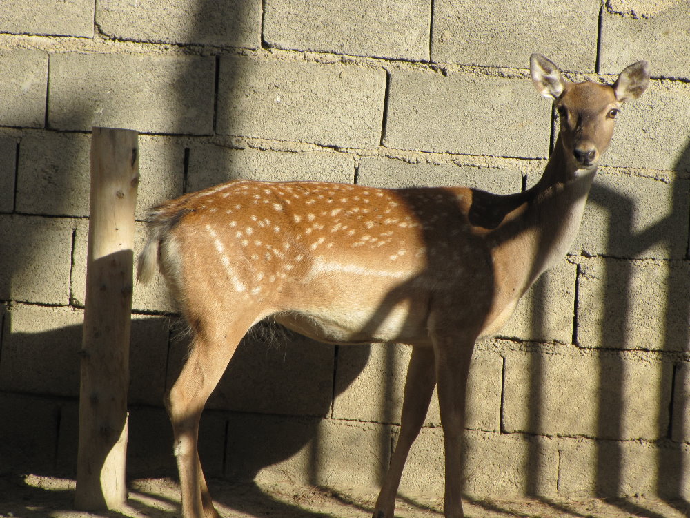 persian fallow deer (tehran zoo)