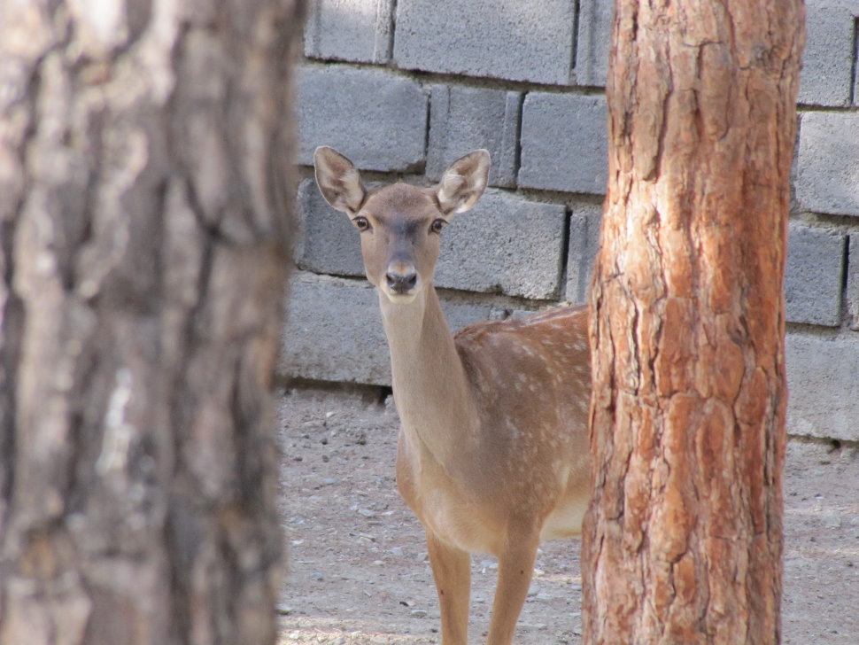 persian fallow deer (tehran zoo)