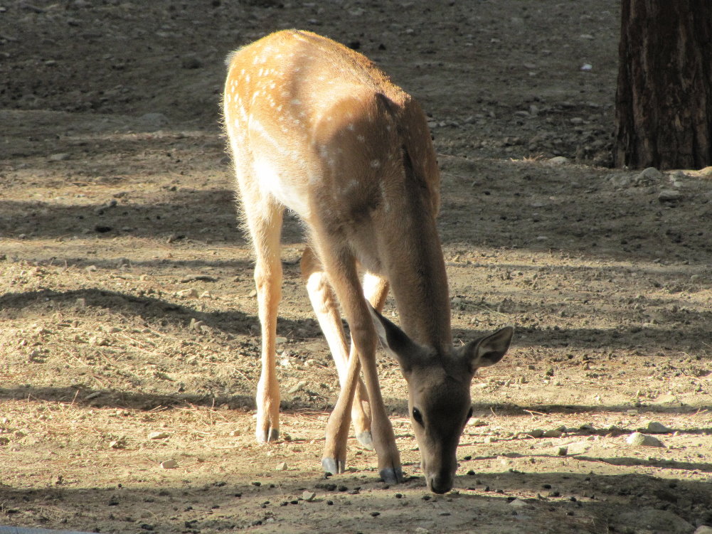 persian fallow deer (tehran zoo)