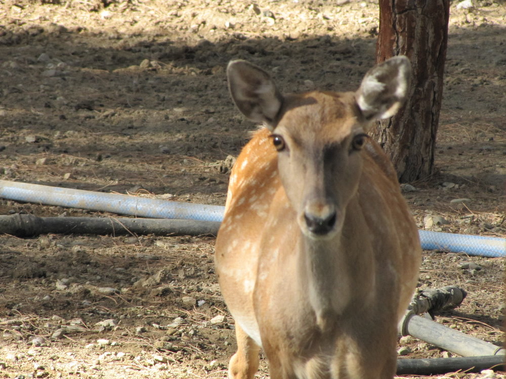 persian fallow deer (tehran zoo)