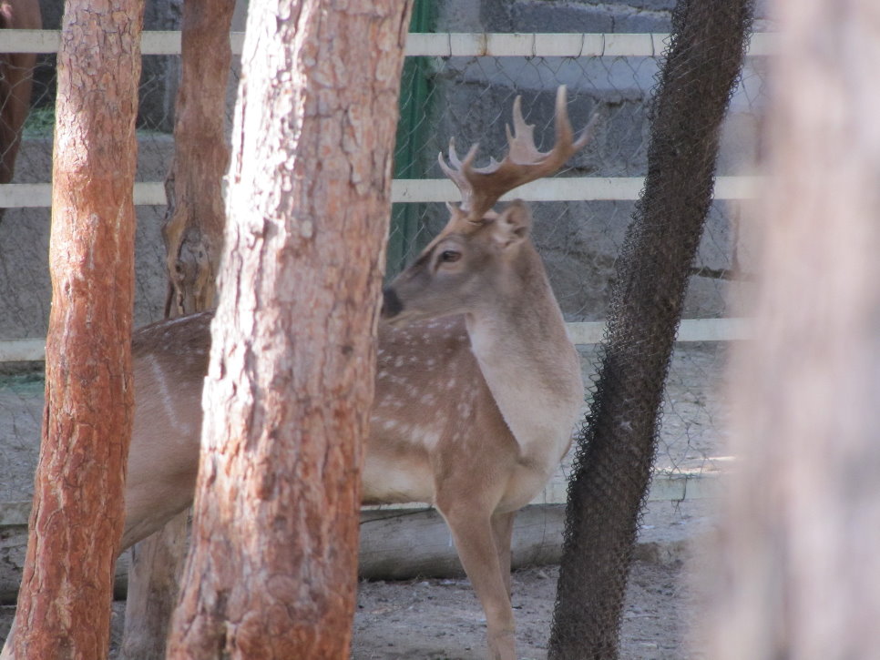persian fallow deer (tehran zoo)